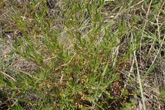 Monsonia burkeana