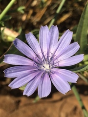 Cichorium pumilum