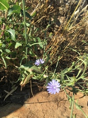 Cichorium pumilum