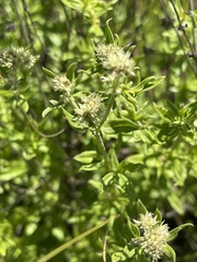 Agathisanthemum bojeri