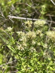 Agathisanthemum bojeri