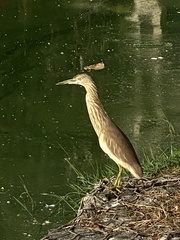 Ardeola grayii