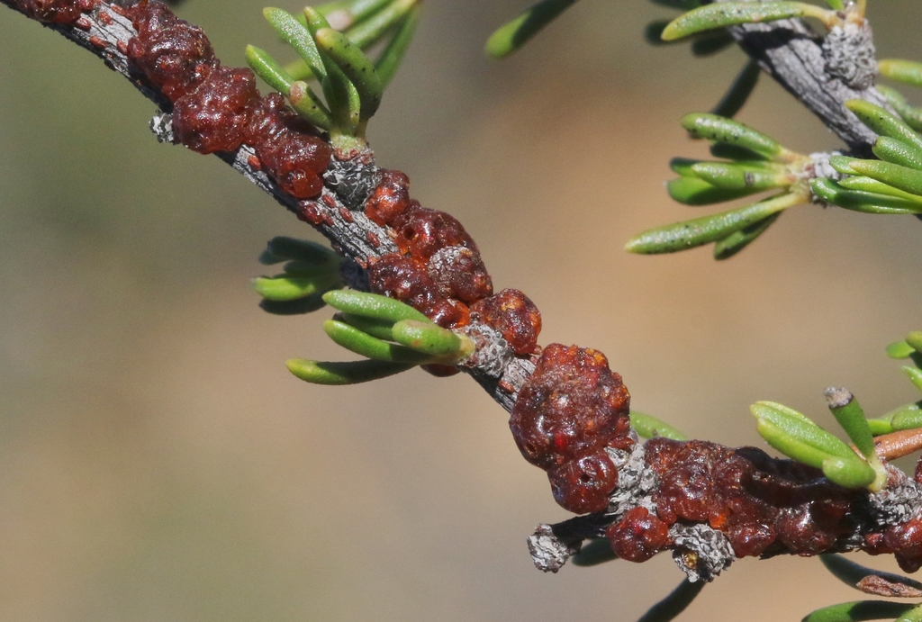 Tachardiella glomerella