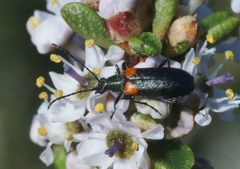 Grammoptera militaris