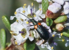 Grammoptera militaris