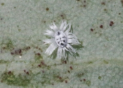 Trialeurodes corollis