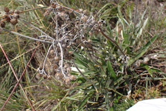 Helichrysum krebsianum