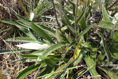 Helichrysum krebsianum