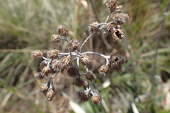 Helichrysum krebsianum