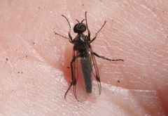 Bibiodes halteralis