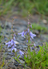 Campanula sarmatica