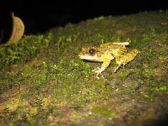 Sumaterana crassiovis