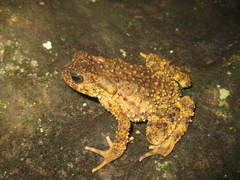 Phrynoidis juxtasper