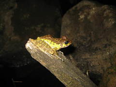 Sumaterana crassiovis