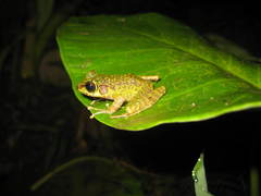 Sumaterana crassiovis