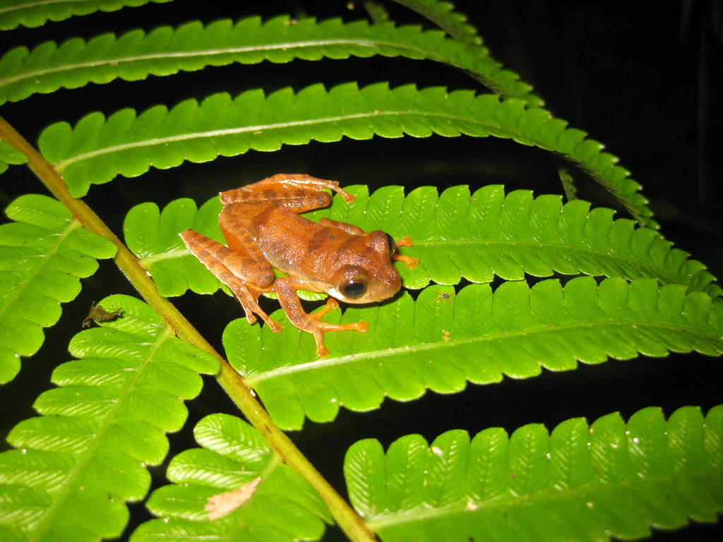 Gunung Dempo Flying Frog