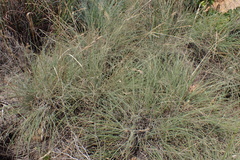 Tristachya biseriata