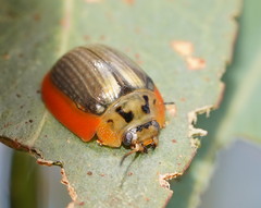 Paropsisterna agricola