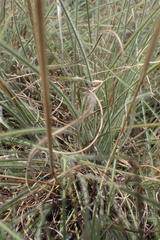 Tristachya biseriata