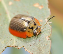Paropsisterna agricola