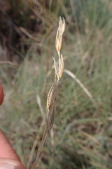 Tristachya biseriata