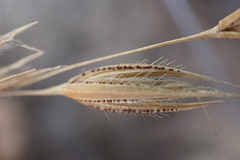Tristachya biseriata