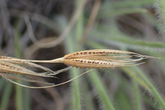 Tristachya biseriata
