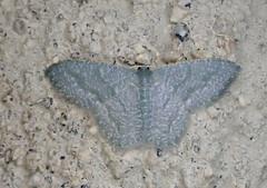 Chloropteryx opalaria