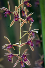 Cymbidium bicolor