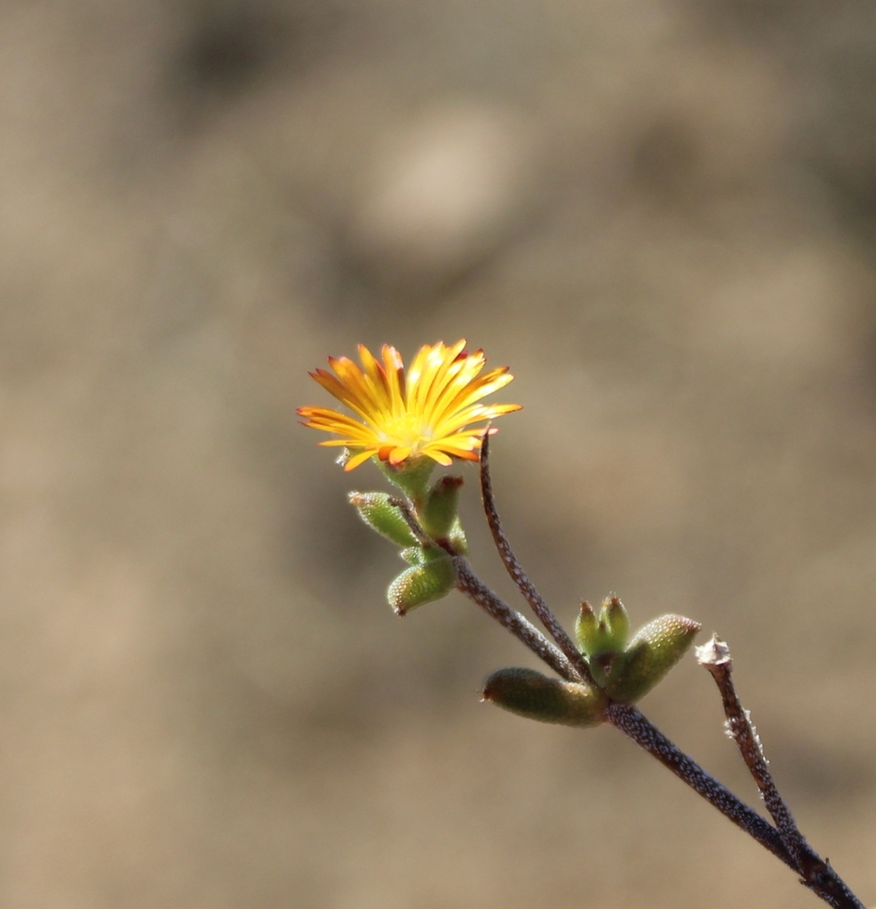 Trichodiadema introrsum