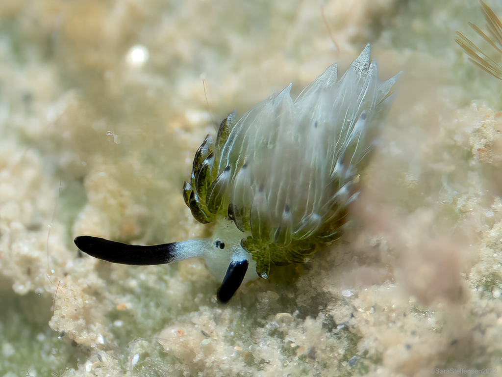 Rabbit Sapsucking Slug