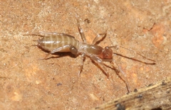 Hubbardia pentapeltis