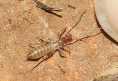 Hubbardia pentapeltis