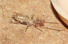 Hubbardia pentapeltis