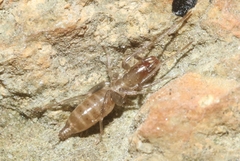 Hubbardia pentapeltis