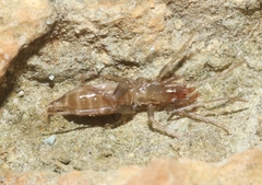 Hubbardia pentapeltis