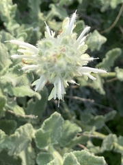 Salvia dominica