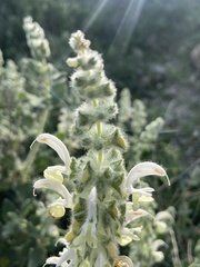 Salvia dominica