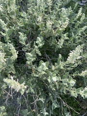 Salvia dominica
