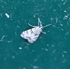Scoparia ingratella