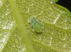 Tinocallis ulmiparvifoliae