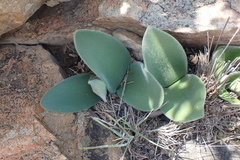 Haemanthus humilis