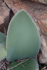 Haemanthus humilis