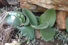 Haemanthus humilis