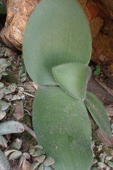 Haemanthus humilis