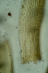 Flexitrichum flexicaule