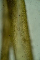 Flexitrichum flexicaule