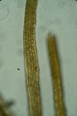 Flexitrichum flexicaule