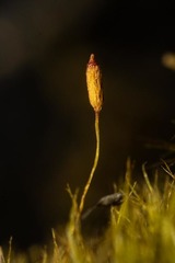 Flexitrichum flexicaule