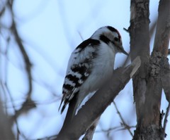 Dryobates minor kamtschatkensis